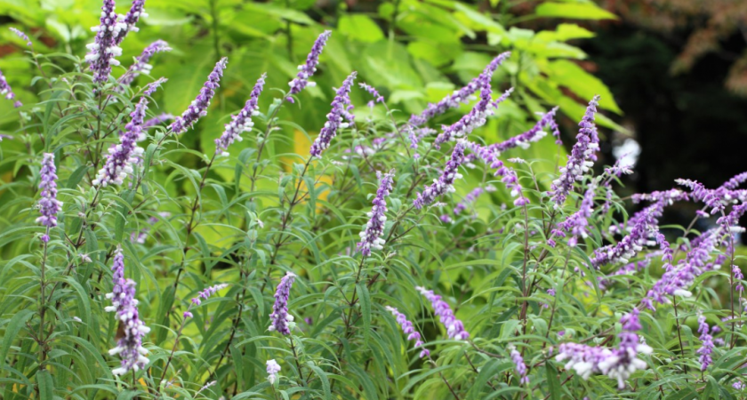 Растения-агрессоры на даче: что посадить, чтобы потом не бороться годами 