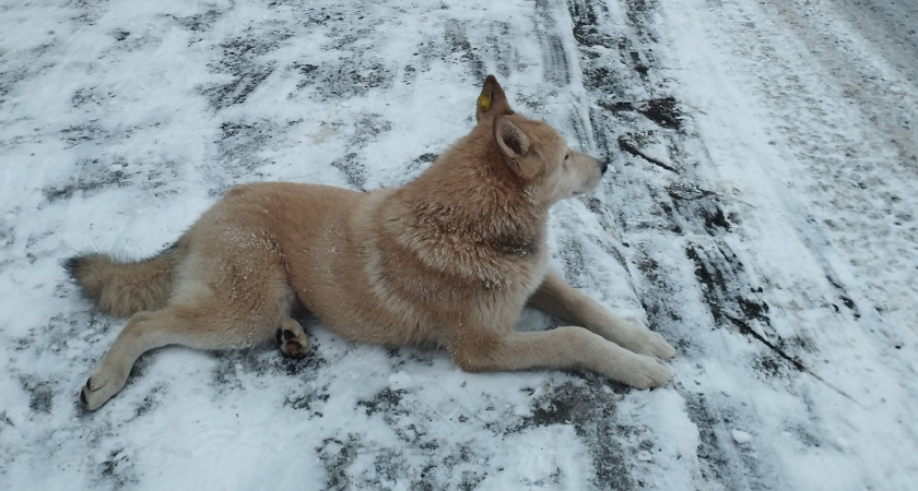 Инцидентом с нападением бродячих собак на ребенка в Сосновоборске заинтересовался Глава СК России