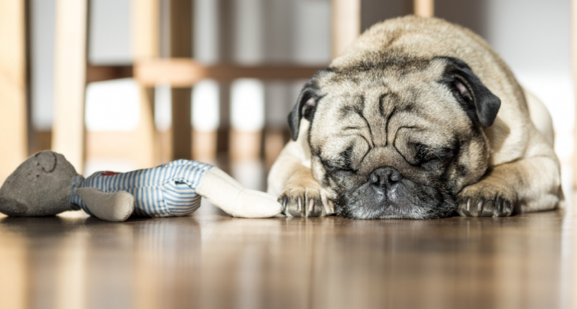 Ученые назвали породы собак с самой короткой жизнью. Как правильно выбрать питомца для семьи с детьми?