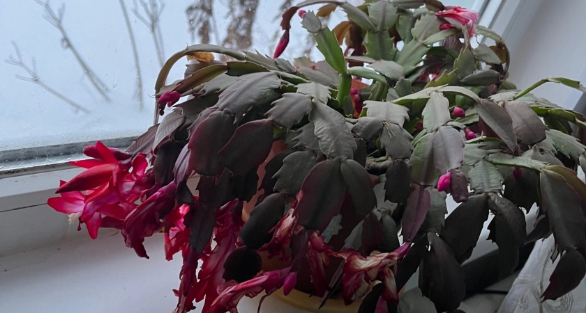 Раз в неделю особая подкормка — и декабрист цветёт всю зиму до апреля с мощными бутонами, которые не осыпаются