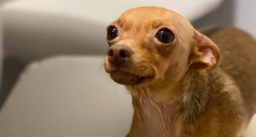 8 пород собак, которые легко поддаются дрессировке и не воняют псиной - идеальны для дома и квартиры