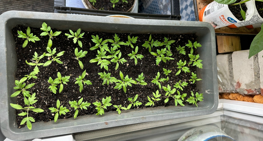 Вот почему у наших бабушек рассада без подсветки и подкормок - как лес стояла, а у нас - растет как былинки в поле