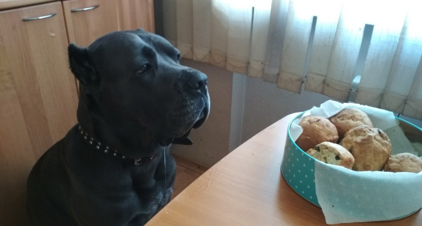 Когда облизывание рук хозяина - крик о помощи: вот на что нужно всегда обращать внимание 