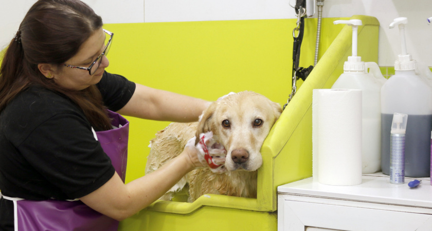 Обомлела, когда узнала, что собаку моют каждые 5 дней: так вот в чем причины проблемной кожи у собак и аллергии