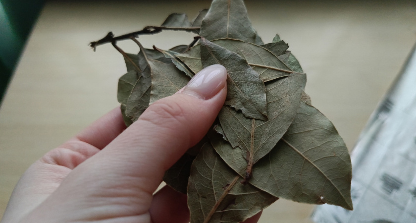 Стала сжигать лавровый лист дома каждый день — не верила в результат, пока не заметила, как все изменилось к лучшему