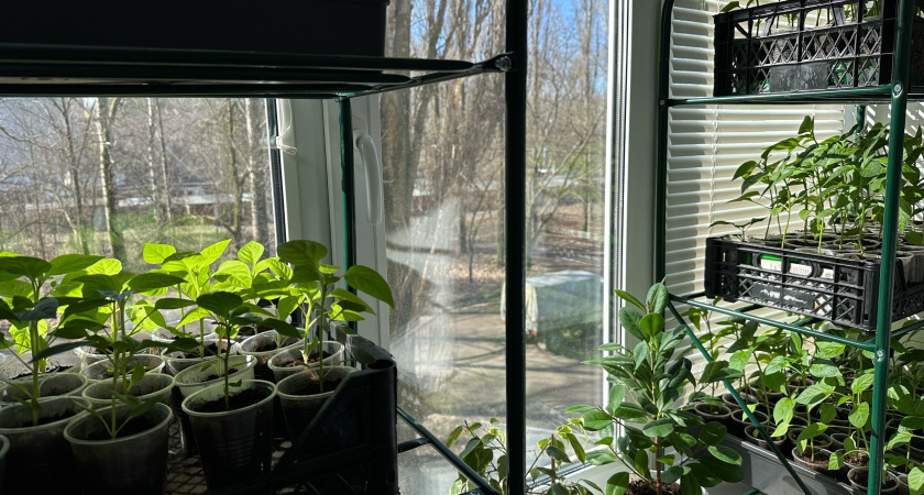 У моей рассады стебли толстые без подкормок: 3 совета и рассаду не узнать - томатами, перцем любуюсь каждый день 