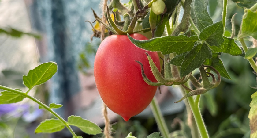 Посадил, и «сами растут»: 11 сортов томатов, за семенами которых хитрые дачники охотятся уже сейчас  - пока все не раскупили 