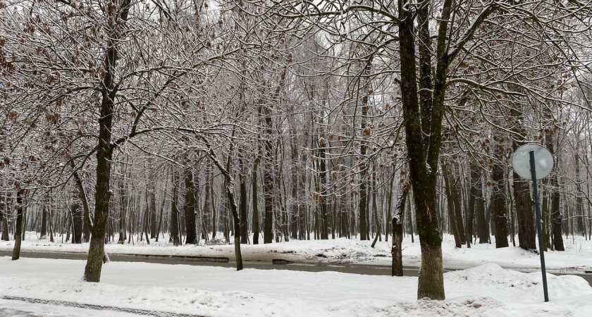 В Пензе прокуратура ведет расследование уголовного дела по факту незаконной рубки деревьев