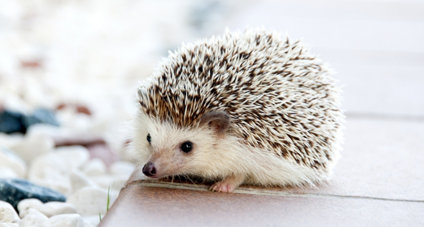 Гоните его сразу как увидите: вот почему появление ежа на участке это тревожный сигнал для хозяев 