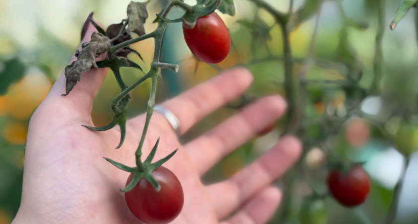 Томаты буду сажать строго по Лунному календарю 2026: лучшие дни посева, ухода и урожая по месяцам