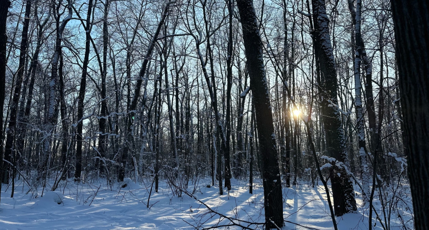 В Веселовке удалось спасти пятнистого олена, которого собаки загнали в водоем