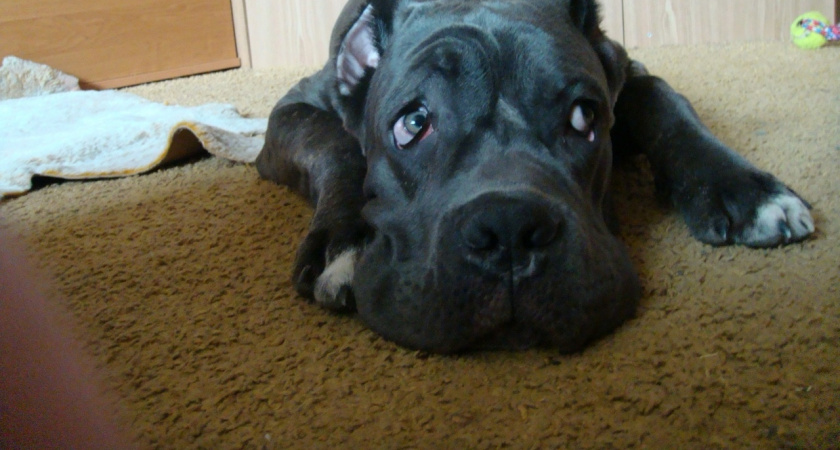  Короткий собачий век: 7 полезных правил, которые могут продлить вашей собаке жизнь