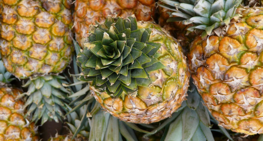 Выращиваю ананасы дома уже 4 года — урожай всегда шикарный, вкус — божественный. Делюсь своим простым методом