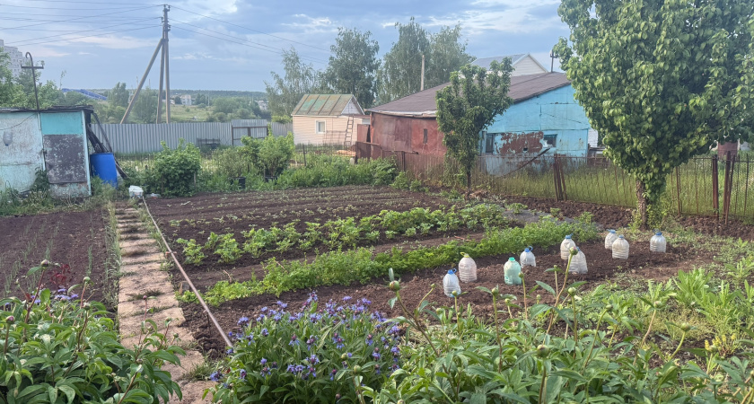 Простилась с огородом навсегда и не жалею: вот в чем там была самая большая боль - рассказываю без прикрас