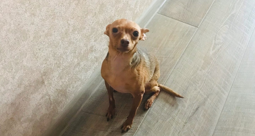 40 кличек для маленьких собак: редкие, звучные, запоминающиеся - психология маленького имени для маленькой собаки