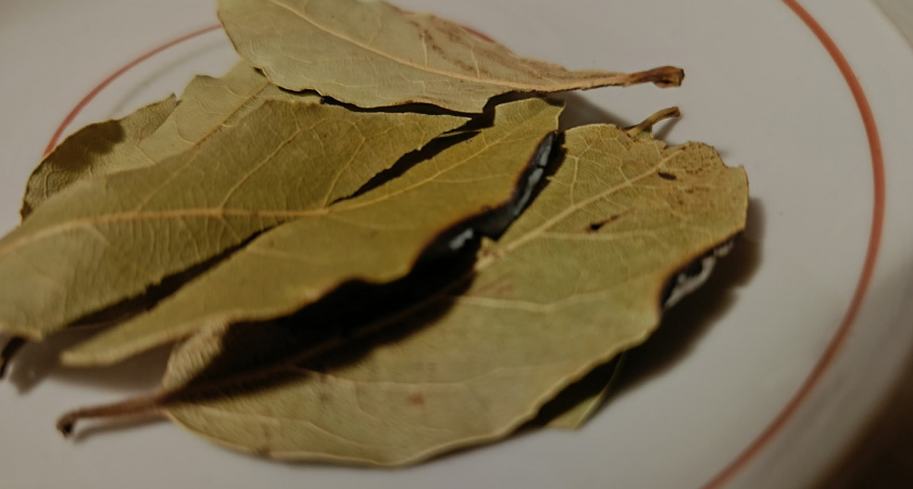 Впервые узнал, зачем бабушка всегда клала лавровый лист в бутылку с подсолнечным маслом. Теперь вся семья делает точно так же