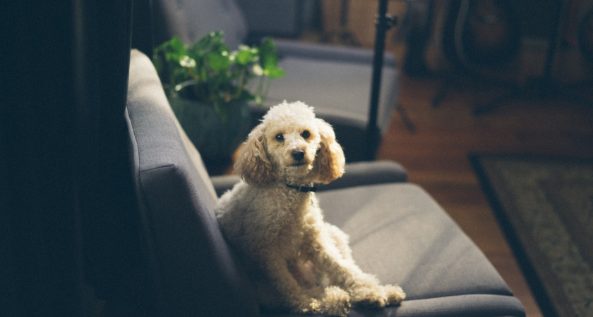 15 лучших собак для квартиры: большие, средние и маленькие породы - счастливо живут в помещениях и ладят с маленькими детьми