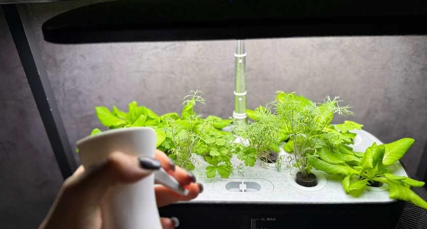 Рассада томатов больше не вытягивается: применила 3 совета агрономов - рассада стоит коренастая, наливная, листик к листику 