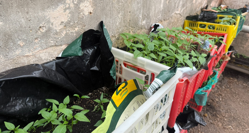 Мои январские посевы на рассаду: за много лет вывел идеальную формулу - что нужно сеять в январе на рассаду, а с чем лучше повременить