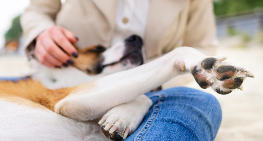 Чистые лапы за 5 минут: простая инструкция для хозяев собак — зимние прогулки больше не в тягость