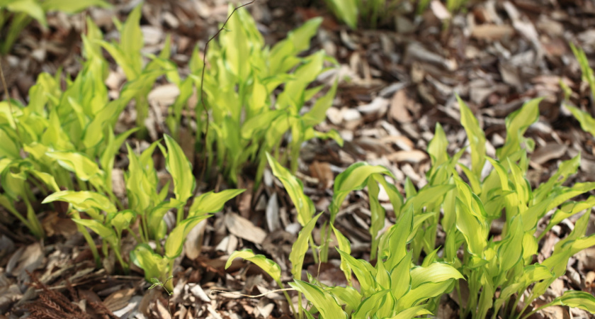 Все растят как декоративное украшение, а оно еще и вкусное: простая Хоста - неприхотливый овощ наших садов