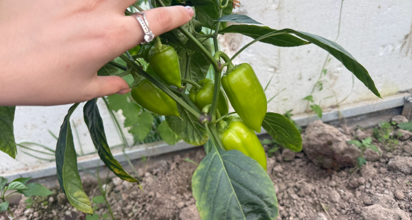 Эти сорта жгучего перца отлично растут в горшках: плодоносят щедро и украшают подоконник лучше цветов