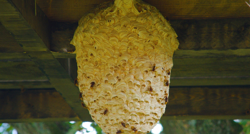 Если нашли осиное гнездо на даче: удачная находка, которой можно только обрадоваться - рассказываю о реальных способах извлечения пользы