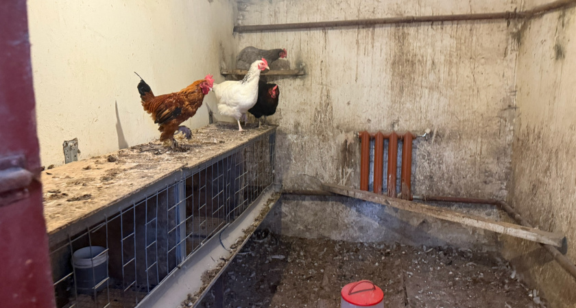 Хитрый сосед завел кур и завалил огород птичьим пометом: а ничего не выросло - о причинах он догадался позже