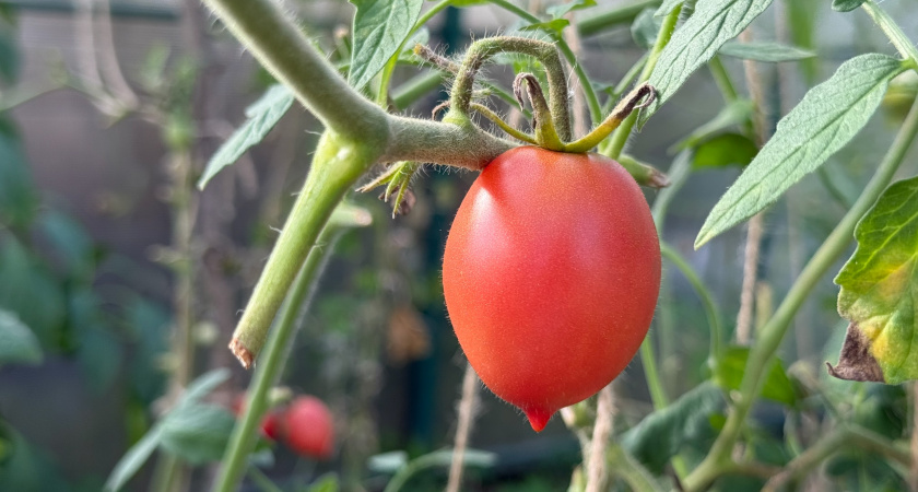 Выяснила, какие сорта томатов разбирают в магазинах в первую очередь: на будущий сезон 2026 посажу именно их - уже покупаю заранее 