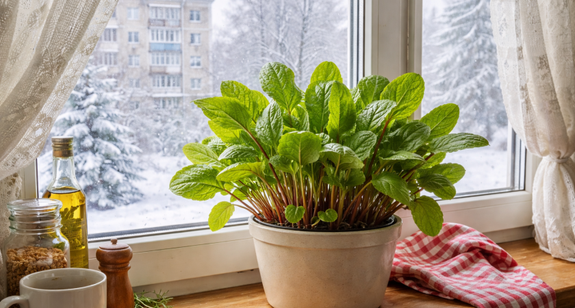 Собираю урожай за урожаем на балконе: как я выращиваю щавель Малахит на подоконнике