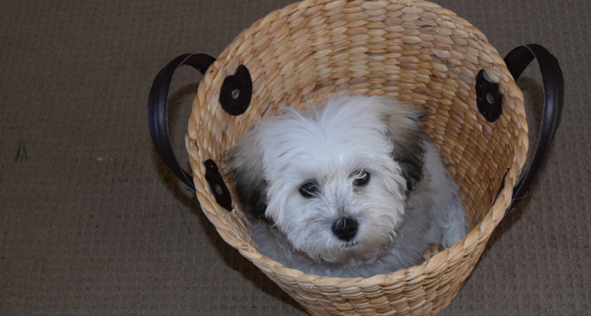 Какую собаку завести в квартире — честный список пород без розовых очков