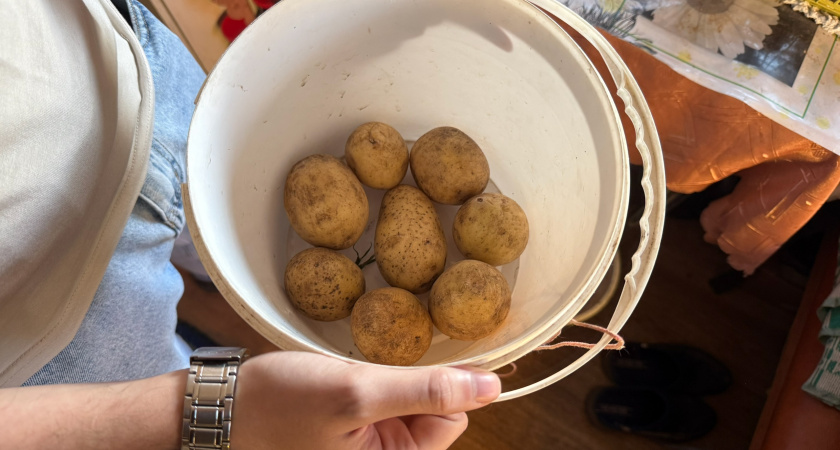 4 сорта картофеля, которые не вообще понравились: Королева Анна, Гала и другие - вот почему больше стану их сажать