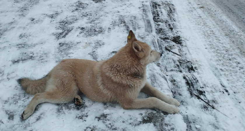 Как грамотно отучить собаку от ненужного лая дома и на улице - совет от опытных кинологов
