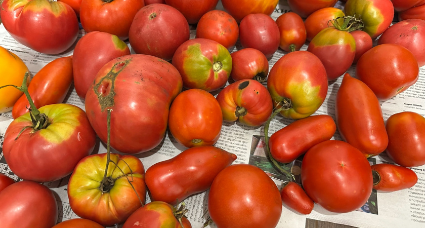 Собираю с одного метра до 17-19 кг помидоров: кладу в лунки при высадке томатов рабочие подкормки - не болеют и растут как на дрожжах