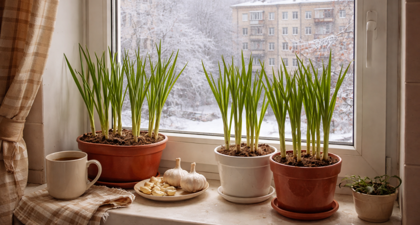 Советую выращивать чеснок на подоконнике всю зиму — просто, полезно и свежая зелень всегда под рукой
