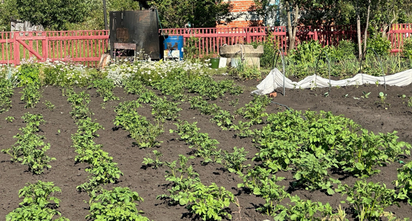 Выращиваю магазинную картошку по методу агронома из Беларуси: 3 точных правила увеличили мой урожай в 4 раза