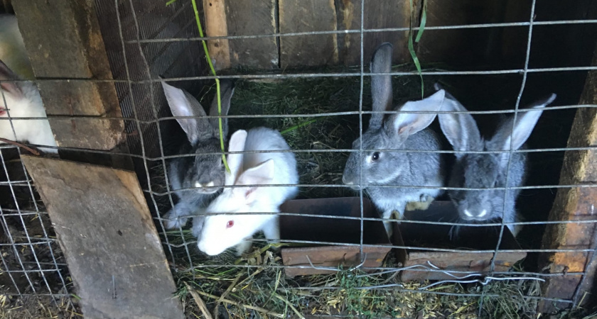 Не огород и не куры: как деревенские умудряются зарабатывать по 250 000 рублей в месяц и жить спокойно