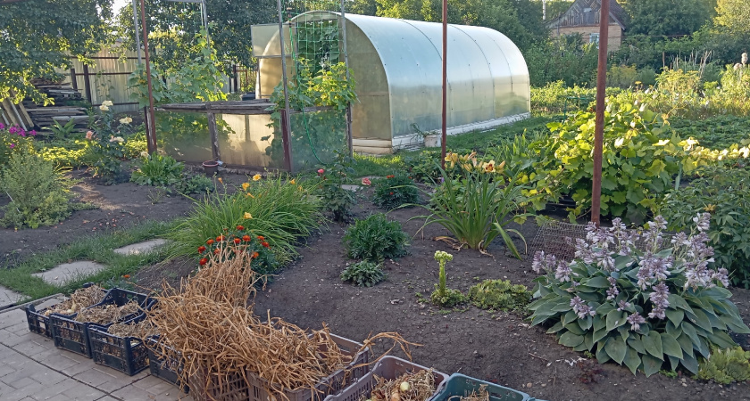 Все лето я пахала на грядках свекрови: а урожай она раздала дочери - только позже я догадалась о причинах 