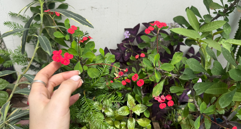 Цветы на рассаду сажаю строго по лунному календарю: растут пышной шапкой без подкормок и танцев с бубнами - вот даты на 2026 год