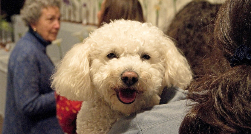 7 идеальных пород для квартиры: умные, тихие, преданные и не воняют псиной - бывалые собачники составили свой рейтинг 