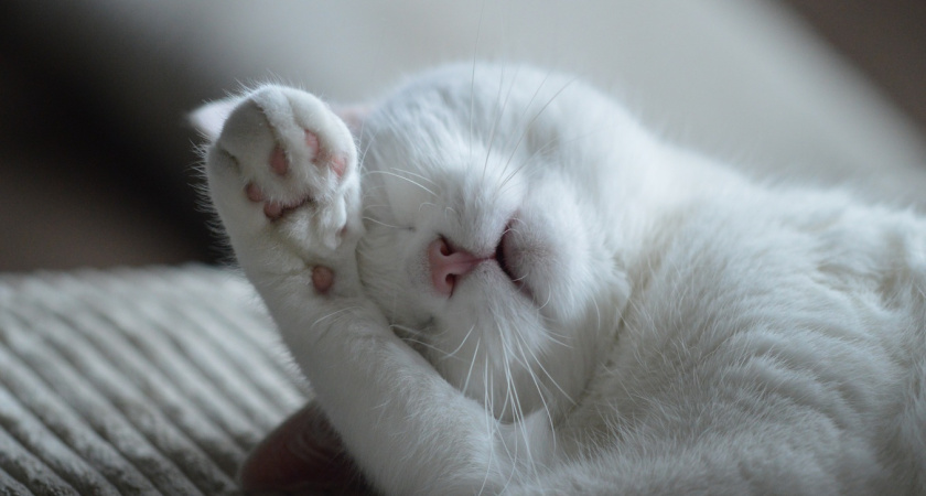 Кошка прощается с хозяином навсегда: четкие сигналы тем, кто умеет их правильно читать