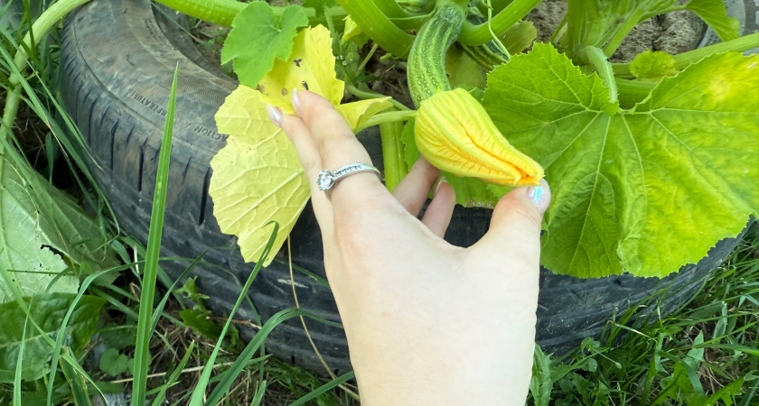 Что сажают рядом с кабачками грамотные дачники: 13 хороших соседей и 4 опасных - таблица совместимости тыквенных  с другими культурами