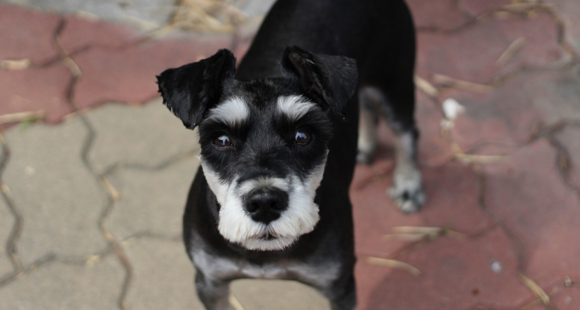 8 пород собак, которые легко поддаются дрессировке и не воняют псиной - идеальны и для дома, и для квартиры