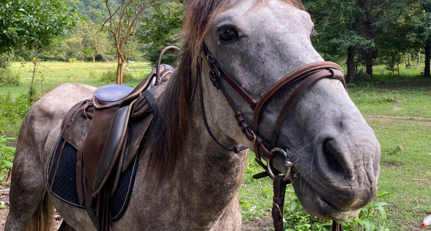 Более 4,8 тысяч лошадей насчитали в Пензенской области 