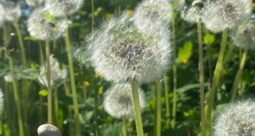 Одуванчики больше не проблема: подглядел у китайцев хитрую технологию - не могу нарадоваться