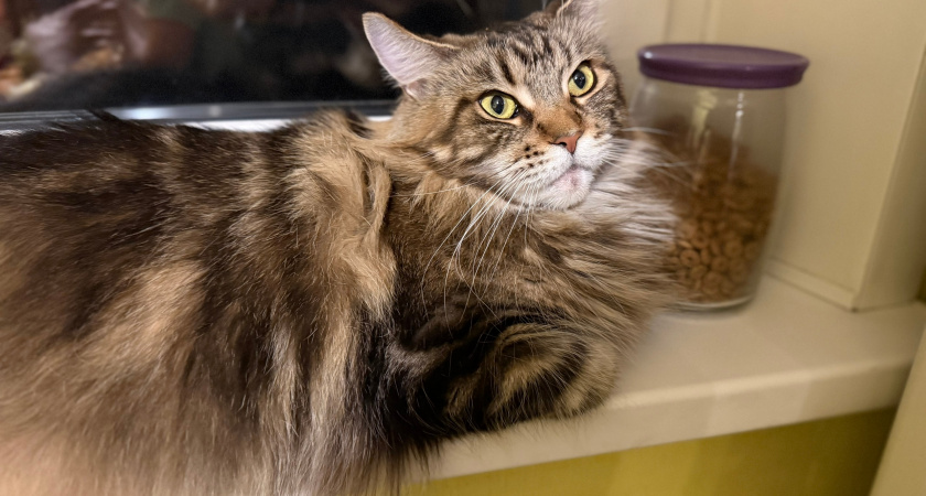 Как понять, что кошка прощается с человеком навсегда: скрытые сигналы для внимательного хозяина