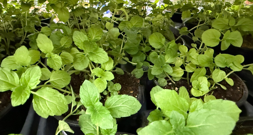 Эти 5 растений всегда сажаю на рассаду в январе: они долго растут, и сейчас для них лучшее время