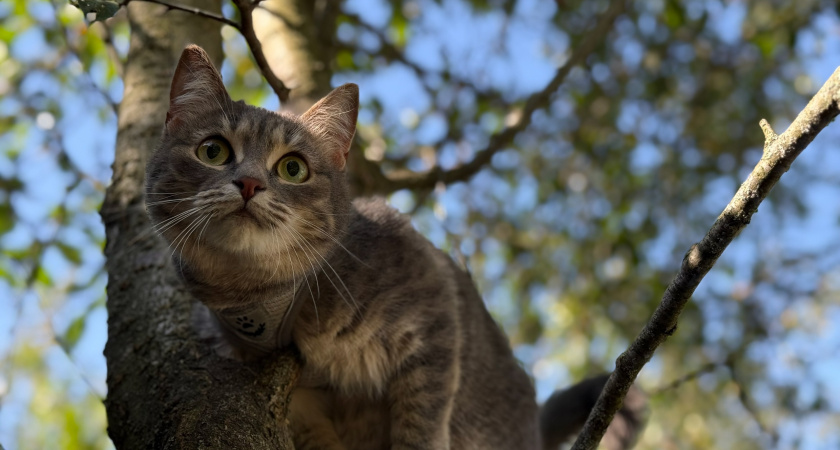 Почему домашние кошки просто выживают на ваших дачах: а хозяева их постоянно тащут с собой - и дело не в их "нежности"