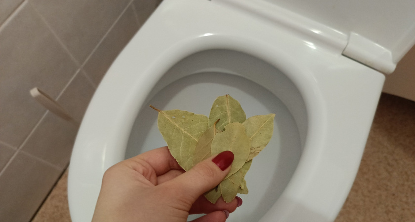 «Уходя из дома, всегда кидаю лавровый лист в унитаз и результат порадует» – знакомая горничная поделилась лайфхаком 