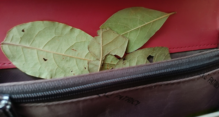 Сжигаю лавровый лист и проблемы с деньгами исчезают: действенный способ, который реально помогает — рассказываю подробно